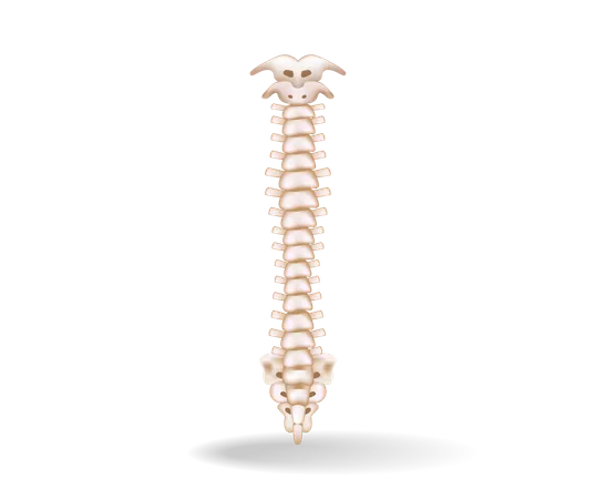 Anatomie des Rückenmarks  Illustration