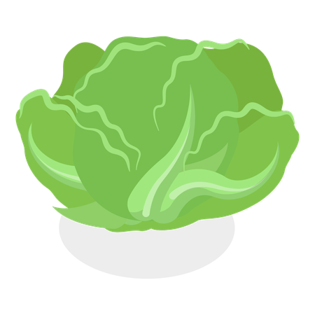 Salad Greens  Illustration