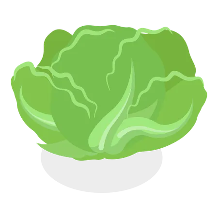 Salad Greens  일러스트레이션