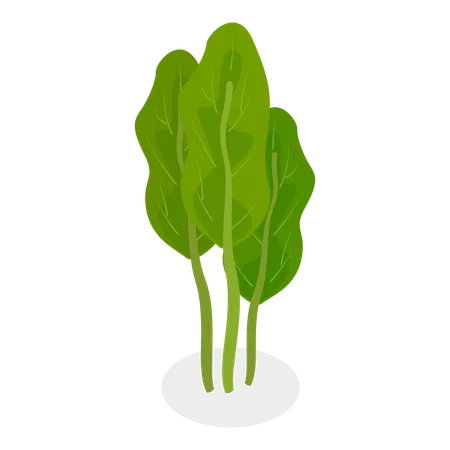 Salad Greens  Illustration