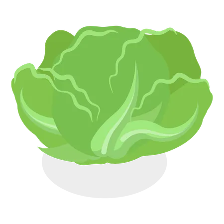 Salad Greens  Illustration