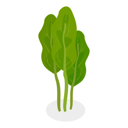 Salad Greens  Illustration