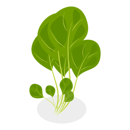 Salada verde  Ilustração