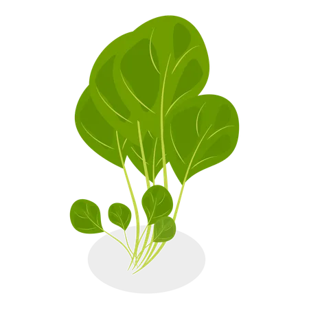 Salada verde  Ilustração