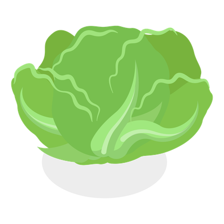 Salade verte  Illustration