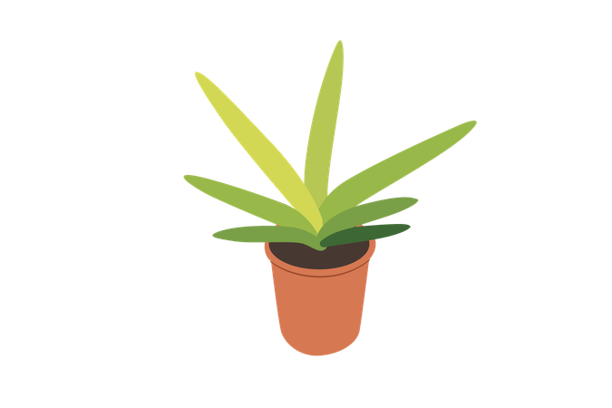 Sansevieria cylindrica Boncel-Pflanze  Illustration