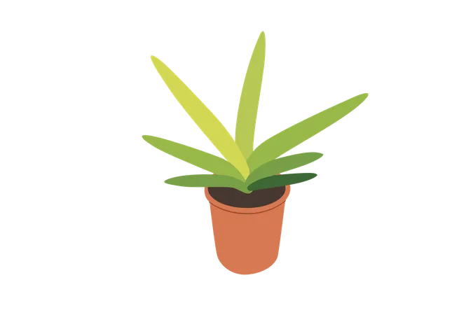 Sansevieria cylindrica Boncel-Pflanze  Illustration