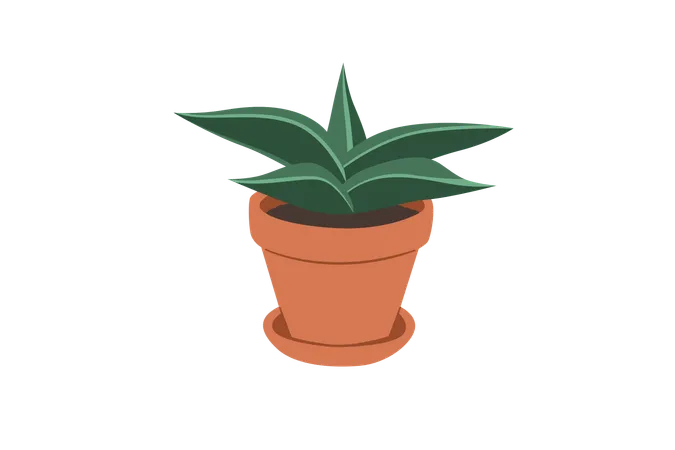 Anão samurai sansevieria  Ilustração