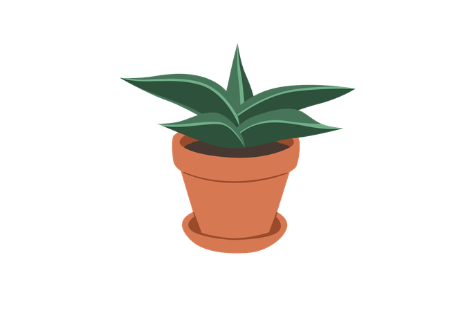 Nain samouraï sansevieria  Illustration