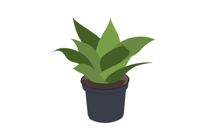 Sansevieria trifasciata  Ilustración