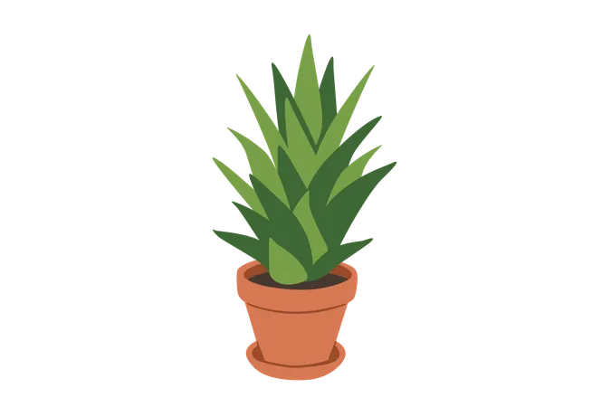 Sansevieria trifasciata  Illustration