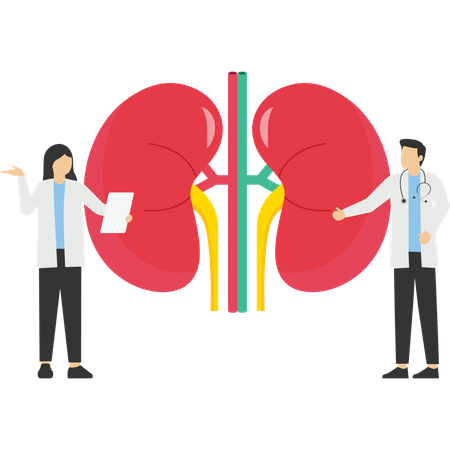 Cuidados de saúde renal  Ilustração