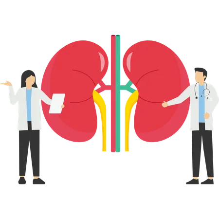 Cuidados de saúde renal  Ilustração