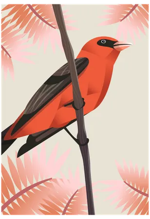 Scarlet tanager Illustration