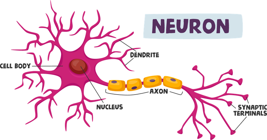 Schéma de neurones humains infographie dendrite  Illustration