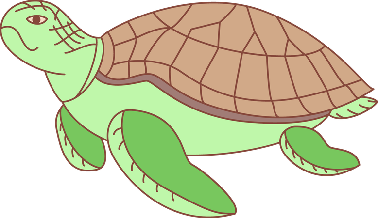 Schildkröte  Illustration