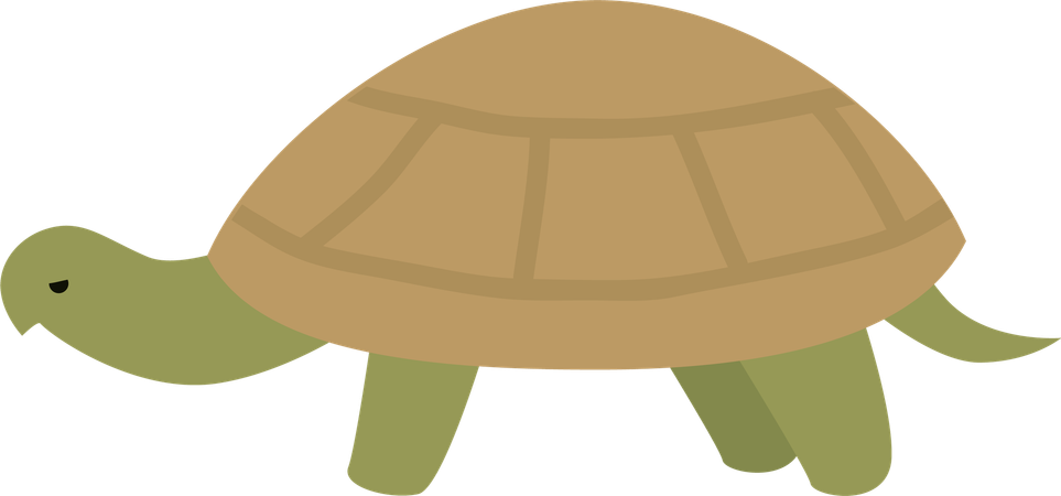 Schildkröte  Illustration