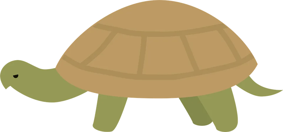 Schildkröte  Illustration