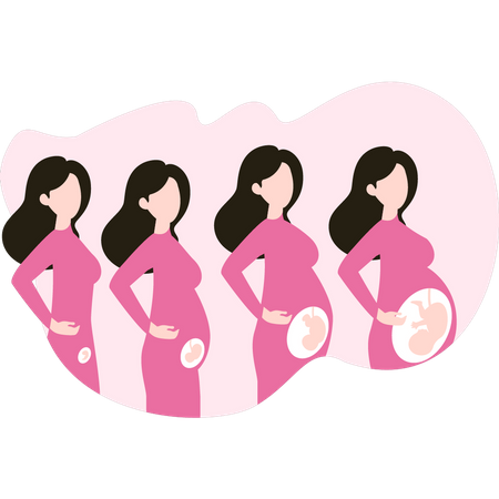 Schwangerschaftswachstum  Illustration