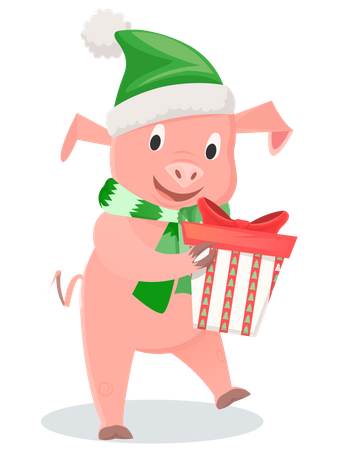 Schwein im grünen Schal und Mütze mit Geschenkbox  Illustration