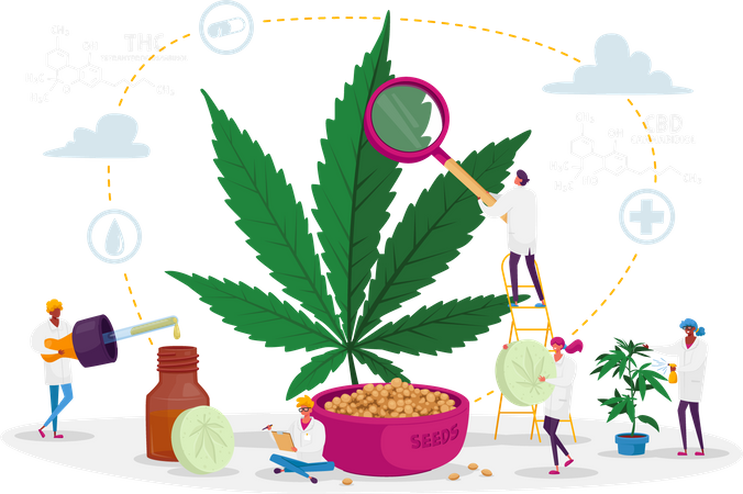 Un scientifique cultive du cannabis médical et prépare des médicaments homéopathiques à base de marijuana  Illustration