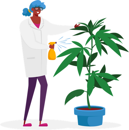 Scientist Care of Hemp Plant Illustration