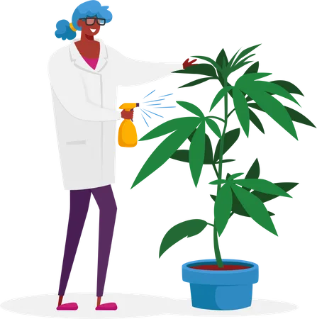 Scientist Care of Hemp Plant  Illustration