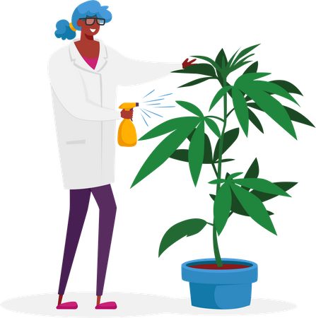 Scientist Care of Hemp Plant  Illustration