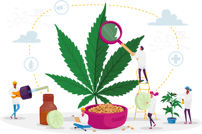 Scientist Growing Medical Cannabis and Preparing Homeopathic Medicine of Marijuana  Illustration