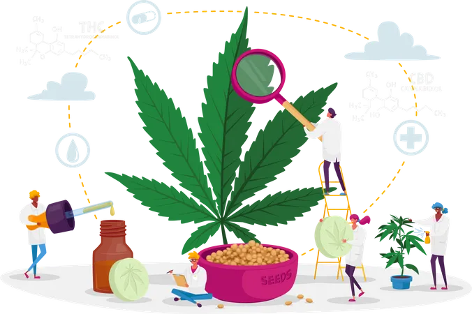 Scientist Growing Medical Cannabis and Preparing Homeopathic Medicine of Marijuana  Illustration