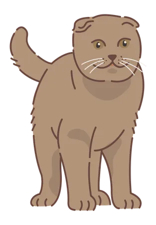 Scottish fold cat  Illustration