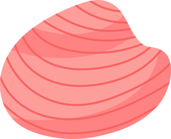 Sea Shell  Illustration