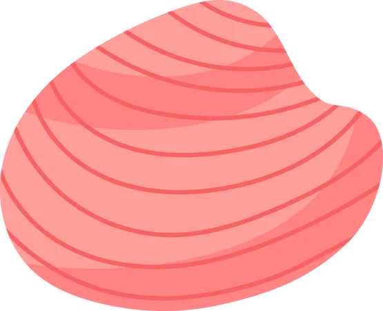 Sea Shell  Illustration