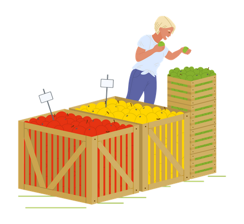 Senhora verifica frutas e compra frutas no mercado  Ilustração