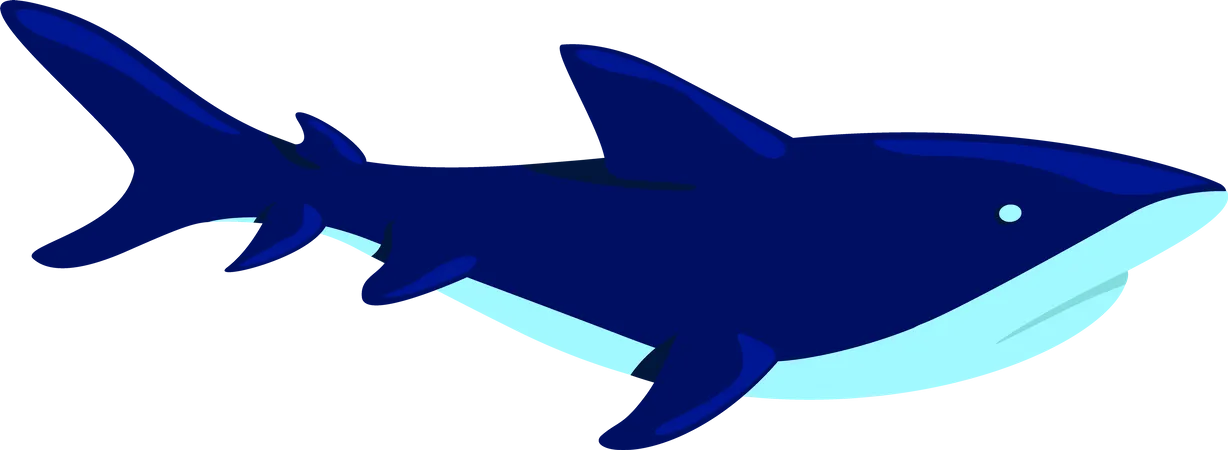 Shark  Illustration