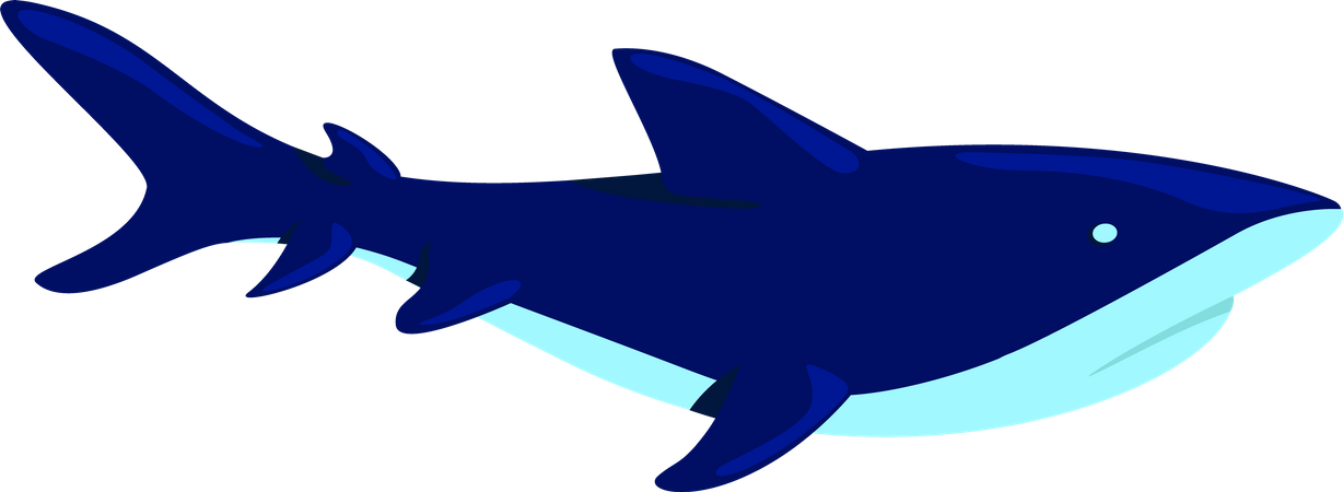 Shark  Illustration