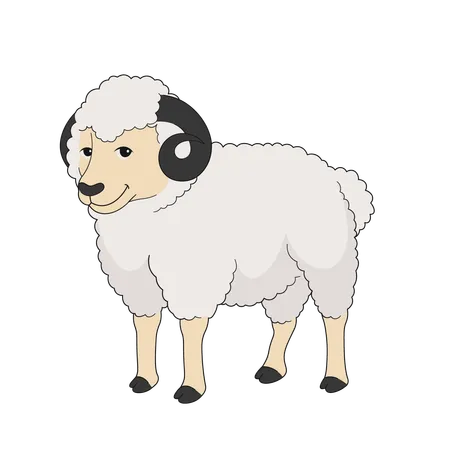 Sheep  Illustration