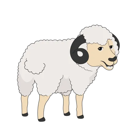 Sheep  Illustration