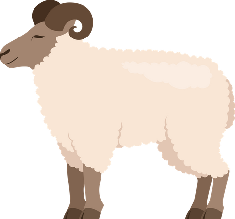 Sheep  Illustration