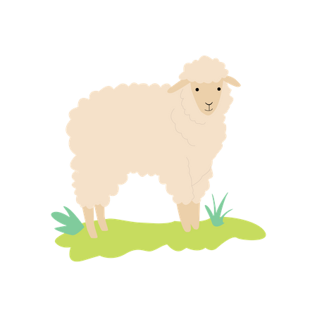 Sheep  Illustration