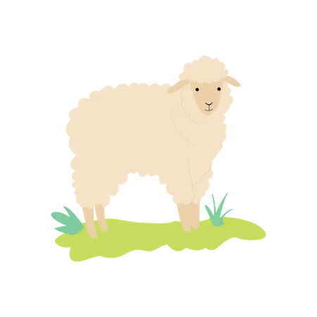 Sheep  Illustration