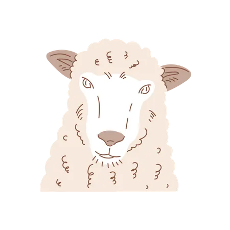 Sheep  Illustration