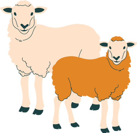 Sheep  Illustration