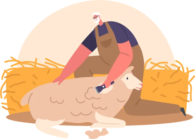Farmer Sheepshearer Shears Wool From Sheep In Barn To Sell Or Use For Textiles Male Character Using Sharp Shears To Remove The Wool From The Sheeps Body Cartoon People Vector Illustration Illustration