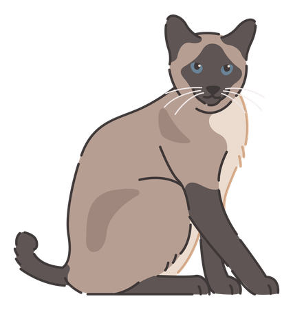 Siamese cat  Illustration
