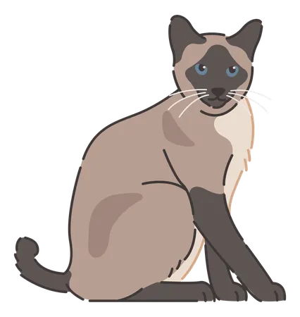 Siamese cat  Illustration
