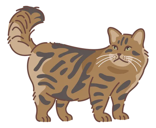 Siberian cat  Illustration