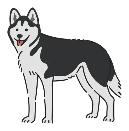 Siberian husky dog  Illustration