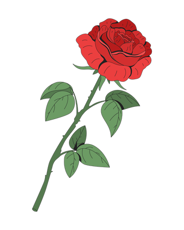 Single red rose with long stem and green leaves  Illustration