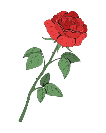 Single red rose with long stem and green leaves  Illustration